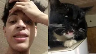 Gato se come brownies de marihuana y queda drogado