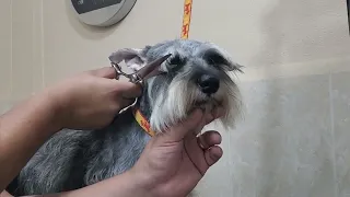 Cara de Schnauzer paso a paso  #petgrooming