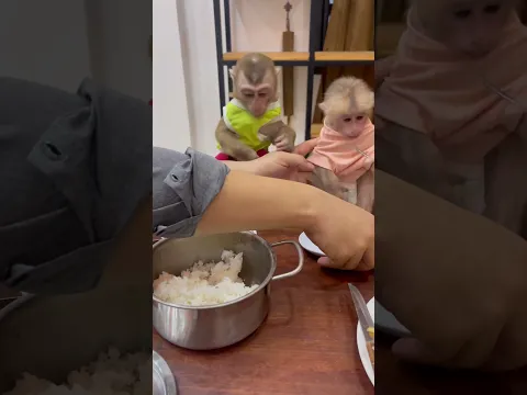 Dad gives Bryan and Icy plain rice to eat, and they love it so much!