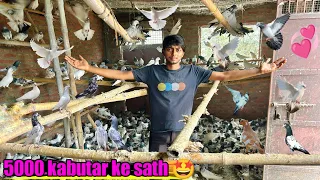 5000 kabutro 🕊️ ke sath 💓 !! Pigeon World !! 