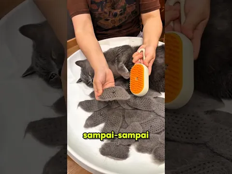 Bulu kucing yang rontok ternyata bisa jadi ini😺😯 #shortviral #shorts
