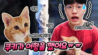 쿠키가 유리 어항을 깨뜨렸어요 고양이 일상 ㅠㅠ 로미유브이로그