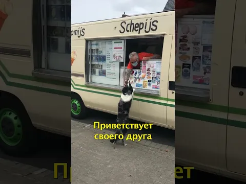 🍧Собака Каждый День Ждет Фургон с Мороженым