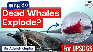 Why do Dead Whales Explode? Why is it Dangerous to Stand Near a Dead Whale? Marine Biodiversity