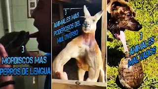 30 Animales màs Perros del PerroExistencia que Casi Destruyen el Cosmos