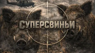 Люди выпустили миллионы суперсвиней в дикую природу и теперь не знают как от них избавиться