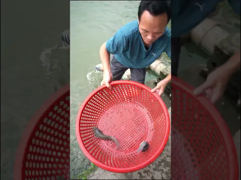 BẮT CÁ TRÊ NƯỚNG MỌI