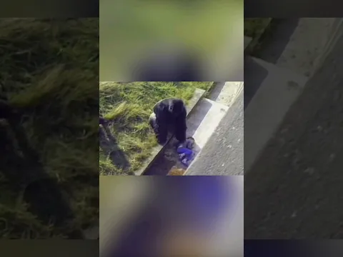 Мальчик упал в вольер с гориллами