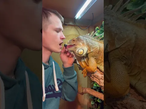 Mine , mine mine 🤤 #animals #pets #foryou #youtubeshorts #explore #reptiles #animal