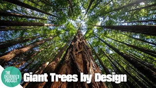 Giant Sequoias: Too Complex to Be Accidental