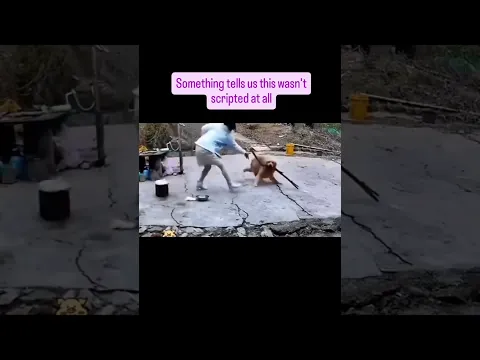 What's REALLY Going On Behind the Scenes of Scripted Events | Funny Dog Video