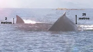 MEGALODON capturado por Câmeras? Registros feitos recentemente!