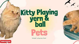 Cat Playing with Yarn and Ball | Cutest Kitty Playtime Ever!