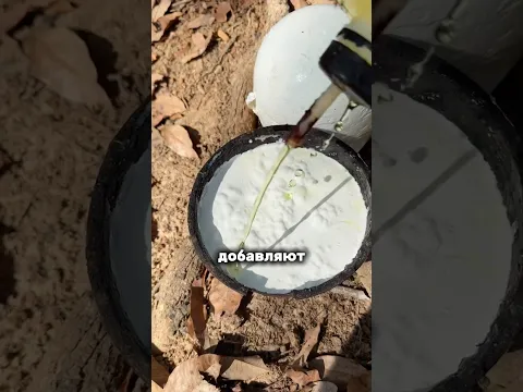 Уникальное вещество которое добывают с деревьев