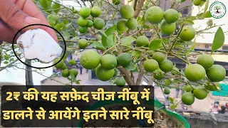इस सफ़ेद चीज को केवल एक बार यह चीज नींबू के पौधे में डाल दो पौधा फलों से लदा रहेगा Lemon Fertilizer