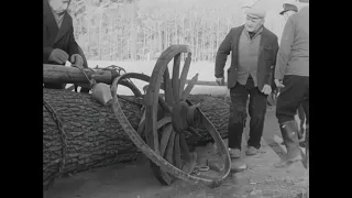 Oak Logging By Hand Epic Mill Journey!