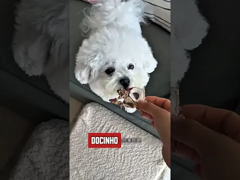 Eu Quase Caí da Janela! 🐶🪟