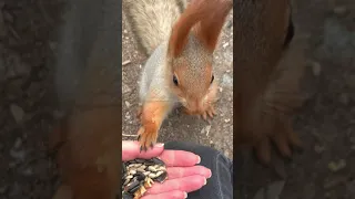 Невероятная белочка 