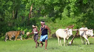 किसान को बाघ ने किया हमला | TIGER ATTACK MAN IN THE FOREST