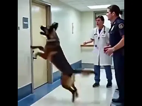 K9 Dog Wouldn’t Stop Barking at Room 207 in a Hospital – What They Found Inside Was Horrifying.