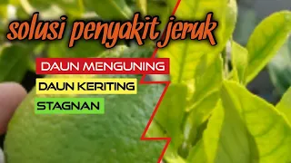 Cara mengatasi penyakit daun menguning pada jeruk