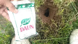 Eksperimen lubang belut disiram garam