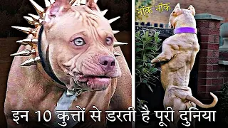 इन 10 कुत्तो से डरती है पूरी दुनिया... Top 10 Most Dangerous Dogs in the World.