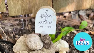 Happy the Hamster: The End of an Era (Plus an Important Update About Snowy)