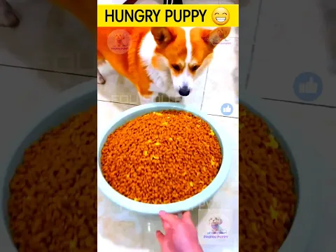 चिंटू की चालकी तो देखो 😁 Dogs funny video hindi  #dogsvideo #foufoupuppy #shorts