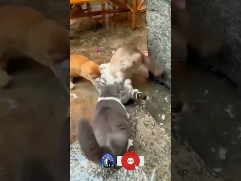 #viralshorts #viralvideo #funnyanimal #cat #funny #funnycat #comedy #ytshorts #youtubeshorts #viral