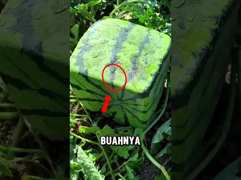 Buah semangkaa berbentuk kotakkk😱!?