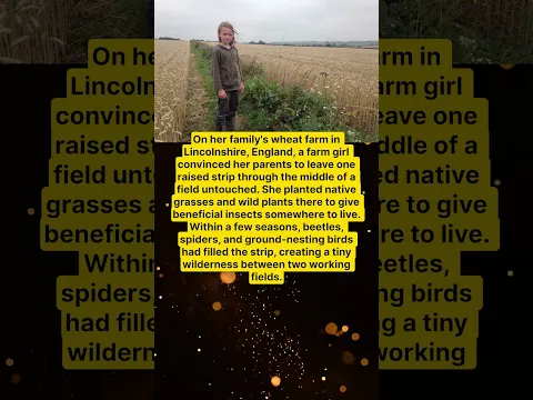 FARM GIRL BUILDS A BEETLE BANK THROUGH THE WHEAT 🌾🐞