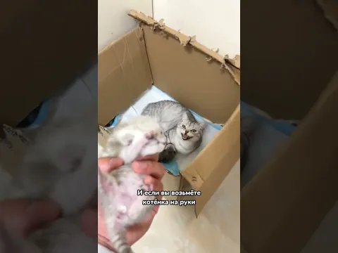 Вот почему кошка отказывается от котят 🙀🙀🙀
