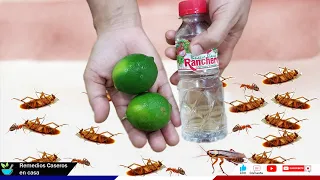Echa esto en tu casa, Ya no veras más moscas, mosquitos o cucarachas
