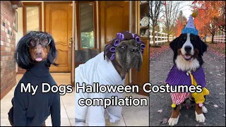 Our Dogs’ Halloween Costumes Over the Years | Funny & Adorable Moments!