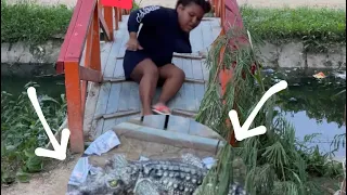 El dinero y el cocodivertido 💵🐊😂