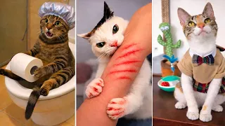 😹 Bruschimichis | Gatos Graciosos en Videos que No Cansan de Ver