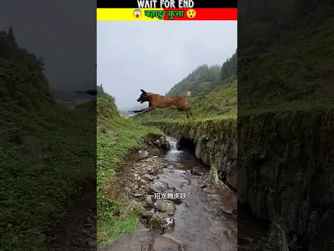 कुत्ते ने बचाई बच्चे की जान 😱😲| #shorts #ytshorts #doglover