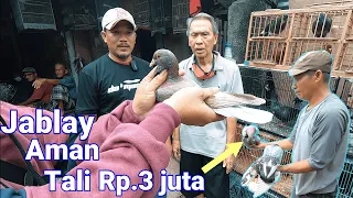Beli Merapti Di Kasih Murah || Gerebeg dan Review Pedagang Merpati Di Kebayoran lama Jakarta Selatan