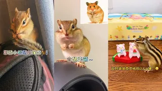 【小松鼠普洱】千万别和整理尾巴的小动物捣乱！