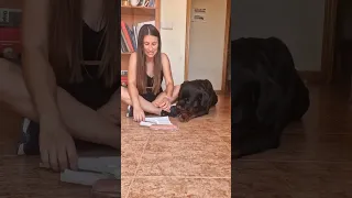 the easiest way to give a pill to your Rottweiler ❤️