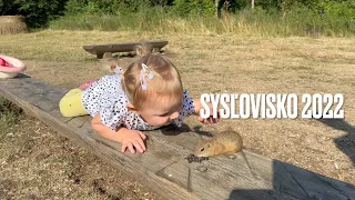 SYSĽOVISKO Muráň | Lúka plná sysľov | Slovakia Travel in 4K