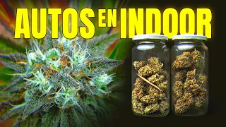 Cómo Cultivé Autoflorecientes en Interior I Sweet Mimosa XL Auto®