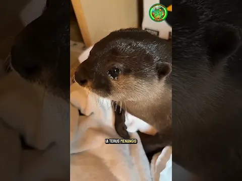 Berang-berang Ini Selalu Menangis Karena Kehilangan Penjaganya 🦦😭