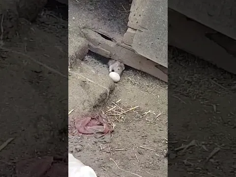 Крыса ворует яйцо