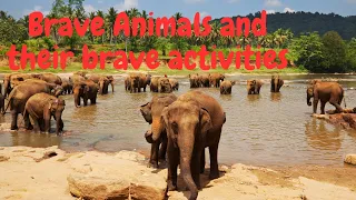 Brave Animals and their brave activities