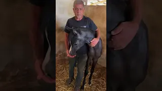 الفحل ماهر القوصار&الفحل لهيب ابن فراج&الفحل شمسان وبعض انتاجهم🔥🐎❤️#pets #animals #horse 