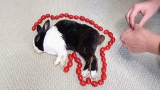Waking a sleeping rabbit by surrounding him with tomatoes