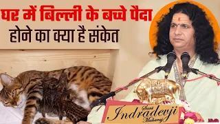 घर में बिल्ली के बच्चे पैदा होने का क्या है संकेत ? शुभ या अशुभ |@SantIndradevjiMaharaj