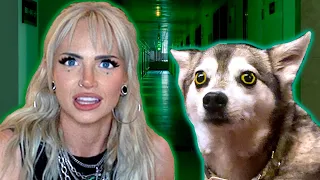 Can Dogs See Ghosts? I took my dogs ghost hunting at The Haunted Glenn Tavern Inn